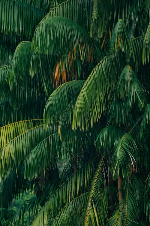 nature